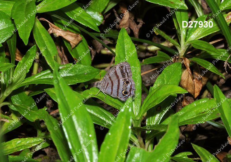 Blue-gray Satyr (Magneuptychia libye)